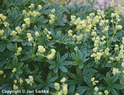 Alchemilla alpina
